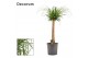 Beaucarnea recurvata recht decorum 