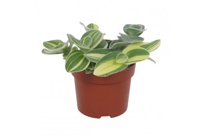 Tradescantia mix Tradescantia Sillamontana 12CM 15 - 19 cm Tradescantia mix Tradescantia Sillamontana 12CM 15 - 19 cm