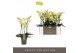 Phalaenopsis multiflora geel Optimost - Hera - 3 tak 