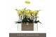 Phalaenopsis multiflora geel Optimost - Hera - 3 tak 