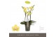 Phalaenopsis multiflora geel Optimost - Hera - 3 tak 