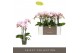 Phalaenopsis multiflora floriclone angel eyes Optimost - Angel Eyes -  
