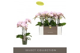 Phalaenopsis multiflora floriclone angel eyes Optimost - Angel Eyes - 