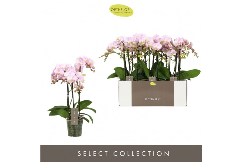 Phalaenopsis multiflora floriclone angel eyes Optimost - Angel Eyes -  