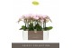Phalaenopsis multiflora floriclone angel eyes Optimost - Angel Eyes -  