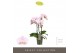 Phalaenopsis multiflora floriclone angel eyes Optimost - Angel Eyes -  