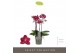 Phalaenopsis multiflora red lion Optimost - Red Lion - 4 tak 