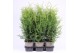 Thuja occ. brabant 