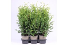 Thuja occ. brabant