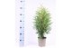 Thuja occ. brabant 