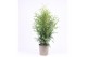 Thuja occ. brabant 