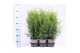Thuja occ. brabant 