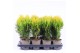 Platycladus orientalis aurea nana 