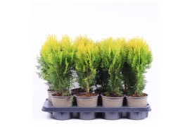Platycladus orientalis aurea nana