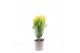 Platycladus orientalis aurea nana 