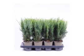 Chamaecyparis laws. columnaris