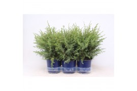 Juniperus communis hibernica