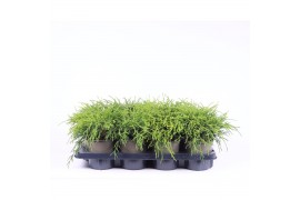 Chamaecyparis pisifera sungold
