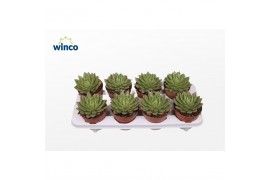 Echeveria agavoides