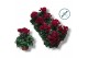 Cyclamen pers. super serie compact wine rood 