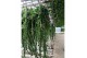 Aeschynanthus twister xl xxl hp 