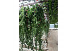 Aeschynanthus twister xl xxl hp