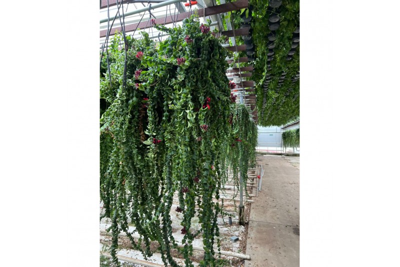 Aeschynanthus twister xl xxl hp 