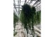 Aeschynanthus twister xl xxl hp 