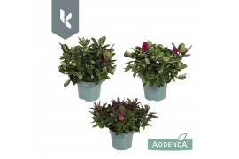 Hebe addenda mix