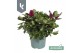Hebe addenda mix 