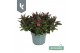 Hebe addenda mix 