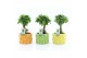 Ficus microcarpa ginseng Ficus micr. Ginseng in La Dolce Frutta 1 pp 