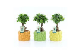 Ficus microcarpa ginseng Ficus micr. Ginseng in La Dolce Frutta 1 pp