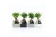 Ficus microcarpa ginseng Ficus Ginseng in Matt Square keramiek 1 pp 
