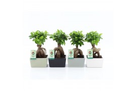 Ficus microcarpa ginseng Ficus Ginseng in Matt Square keramiek 1 pp