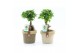 Ficus microcarpa ginseng Ficus micr. Ginseng in Noah Deluxe 1 pp 