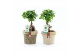 Ficus microcarpa ginseng Ficus micr. Ginseng in Noah Deluxe 1 pp