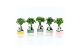 Ficus microcarpa ginseng Ficus micr. Ginseng in Two Tone keramiek 1 pp