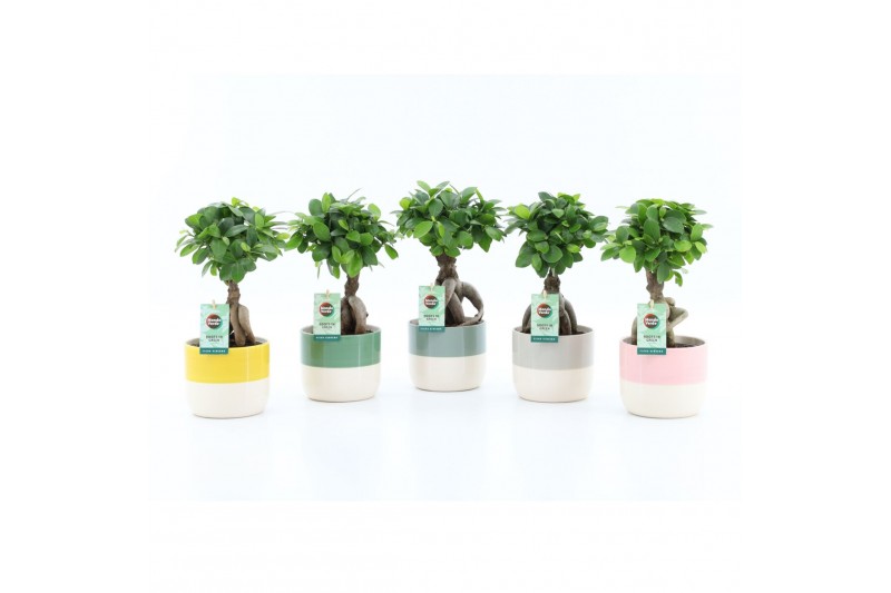 Ficus microcarpa ginseng Ficus micr. Ginseng in Two Tone keramiek 1 pp 