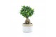 Ficus microcarpa ginseng Ficus micr. Ginseng in Sturdy 1 pp 
