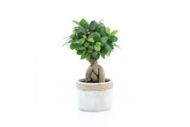 Ficus microcarpa ginseng Ficus micr. Ginseng in Sturdy 1 pp