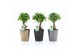 Ficus microcarpa ginseng Ficus micr. Ginseng in Infinity keramiek 1 pp 