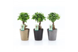 Ficus microcarpa ginseng Ficus micr. Ginseng in Infinity keramiek 1 pp