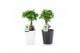 Ficus microcarpa ginseng Ficus micr. Ginseng in Zwart & Wit keramiek 1 