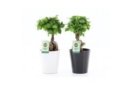 Ficus microcarpa ginseng Ficus micr. Ginseng in Zwart & Wit keramiek 1