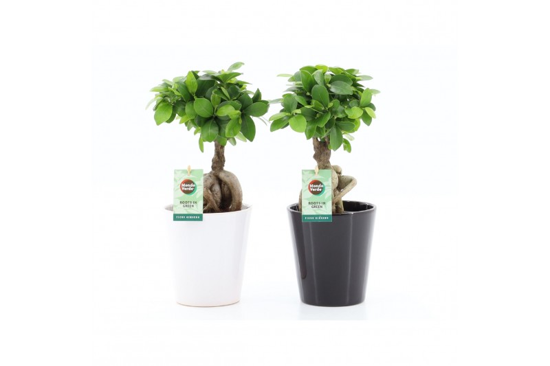 Ficus microcarpa ginseng Ficus micr. Ginseng in Zwart & Wit keramiek 1 Ficus microcarpa ginseng Ficus micr. Ginseng in Zwart & Wit keramiek 1