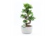 Ficus microcarpa ginseng Ficus Ginseng S type in Rustique 1 pp 