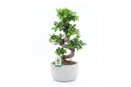 Ficus microcarpa ginseng Ficus Ginseng S type in Rustique 1 pp