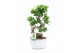 Ficus microcarpa ginseng Ficus Ginseng S type in Rustique Scale 1 pp 
