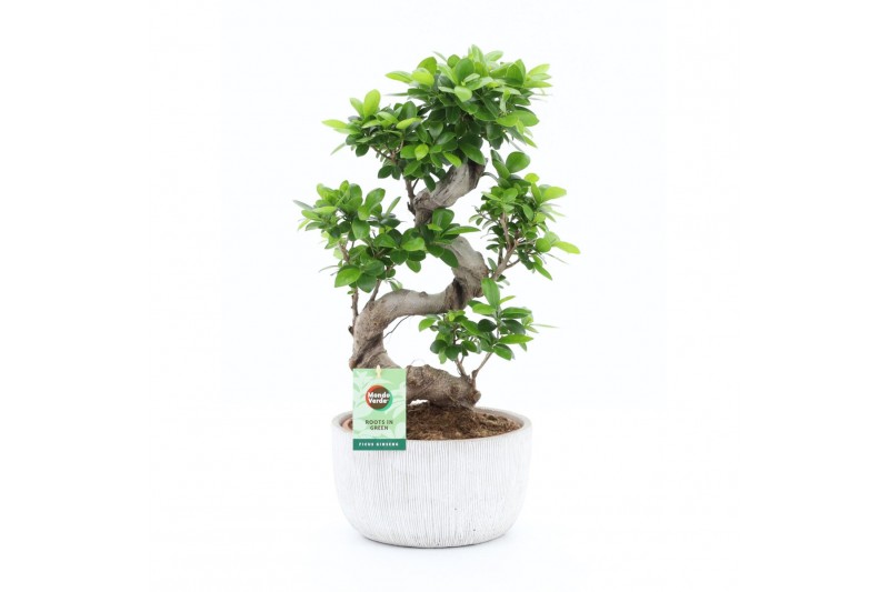 Ficus microcarpa ginseng Ficus Ginseng S type in Rustique Scale 1 pp 